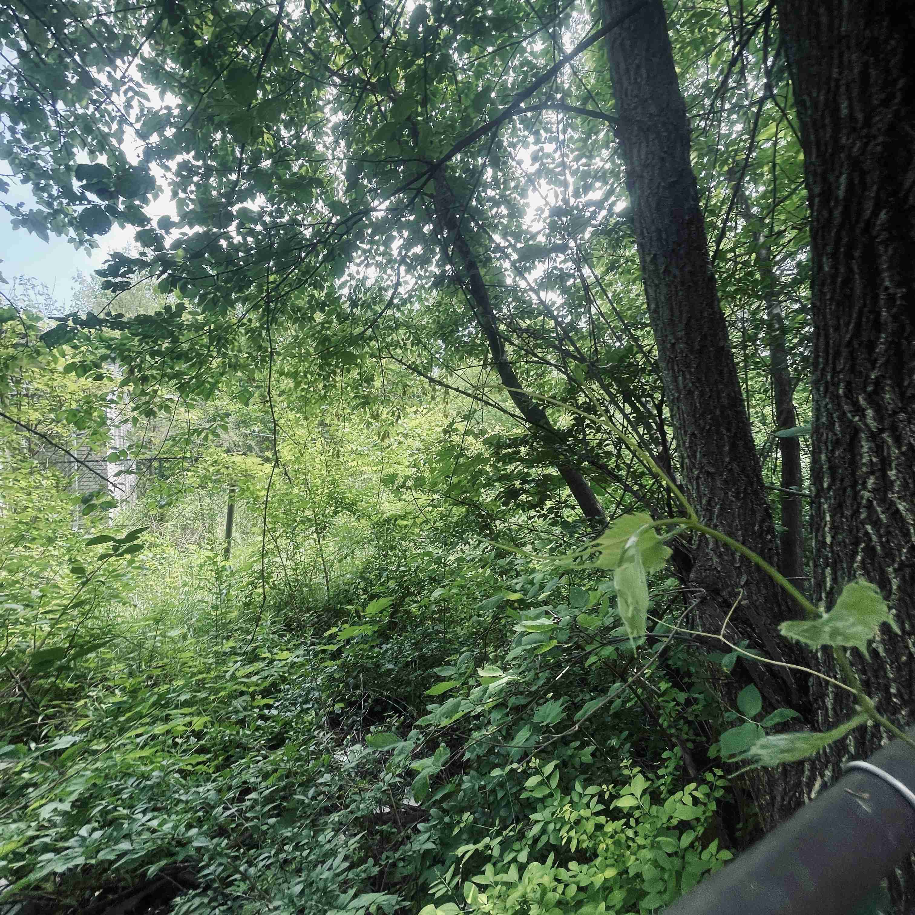 4277 TUXEDO (18).jpg